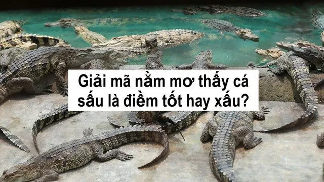 Mơ thấy cá sấu: điềm báo gì?